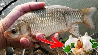 РЫБАЛКА НА КАРАСЯ ВЕСНОЙ. СЕКРЕТ успешной ловли КРУПНОГО карася.