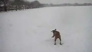 Vizsla in the snow