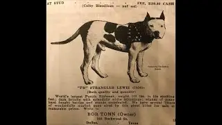 A LOT OF COLBY DOGS WASN’T AMERICAN PIT BULL TERRIERS. THIS PHOTO HERE PROVES MY POINT