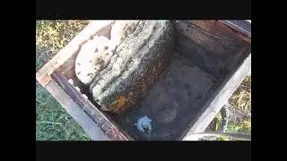 Пересаживаем рой из ловушки в улей