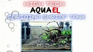 High Tech Caridina Shrimp Tank