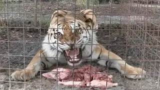 Feeding Time With The June Birthday Big Cats