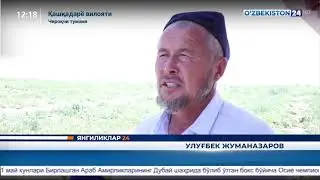 🍉 Ўзбекистонда илк бор данаксиз тарвуз нави яратилди