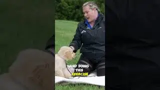 Teach Your Puppy To Settle The CORRECT Way