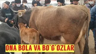 Уйчи эна-бола сигирлар.