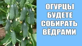 Кормим так огурцы раз в неделю и каждый день собираем обильный урожай огурцов!