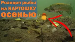 Реакция рыбы на КАРТОШКУ осенью. Подводная съёмка