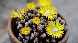 TITANOPSIS SUCCULENT PROPAGATION | CARE OF THE PLANT