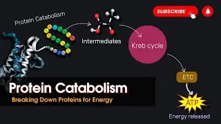 Protein Metabolism Explained🔍: How Proteins Break Down for Energy⚡  || Cellular respiration