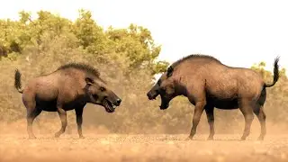 Daeodon: Prehistoric Hell Pig of North America