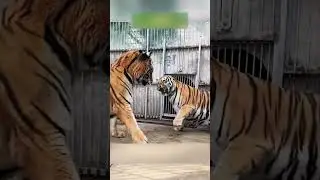 очередная попытка найти пару тигрице 🐅🐅 