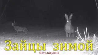 Зайцы зимой, Херсонская область / Hares in winter