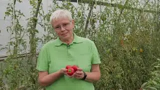 Миниатюрный перец - сладкий, как конфетка!