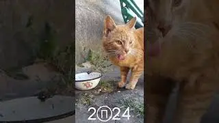 Смачна вечеря