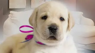 Funny story about a puppy for kids, reaction Yastacy and dad. A dream come true