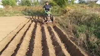 Посадка чеснока окучниками!