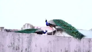 Peacock l Free Stock Footage | No Copyright Videos | Creative Common !