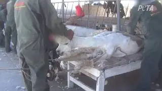 Crying, Vomiting Alpacas Tied Down, Cut Up for Jumpers and Scarves – Help Them Now!
