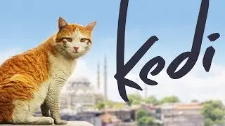 Kedi - Full Length Documentary