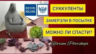 Суккуленты замерзли в посылке. Можно ли спасти?