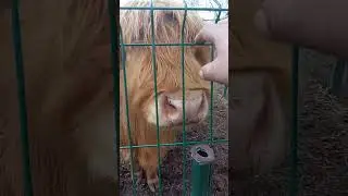 мини зоо