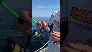 Ловим на бомбарду - сбирулино с безмотыльной мормышкой #fishing #рыбалка