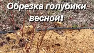 Обрезка голубики весной! Обрезка молодых кустов голубики. 