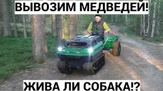 ОХОТА НА МЕДВЕДЯ! ПЕРЕПЛЫВАЕМ РЕКУ! ВЫВОЗИМ ДОБЫТОГО МЕДВЕДЯ! ОСТАЛАСЬ ЛИ ЖИВА СОБАКА ПОСЛЕ МЕДВЕДЯ?