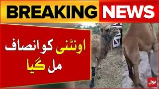 Injured Female Camel Got Justice | Camel Leg Cut Incident | Sindh Govt Big Action | Breaking News