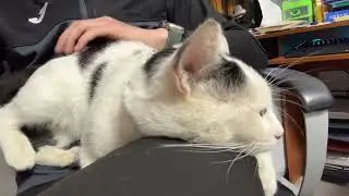 The Cutest Kitten Wants All The Cuddles!