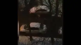Два питбуля на глазах у детей загрызли небольшую собачку
