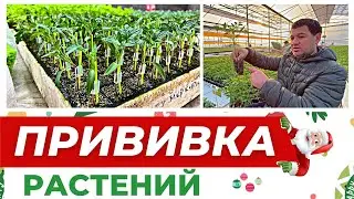 ТЕХНОЛОГИЯ ПРИВИВКИ РАСТЕНИЙ #теплица #рассада #агробизнес