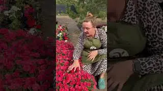 Петуния Пендолино 