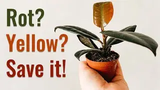 FICUS 4 COMMON PROBLEMS and How to Fix Them