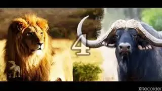 A fierce fight to the death between a lion and a buffalo worth watching 2021