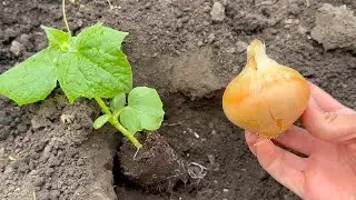 I give it to Cucumbers and they come to life, immediately grow and bear fruit abundantly