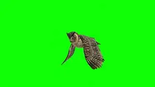 The owl of chrome key // green screen owl 🦉