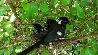 Racket-tailed treepie bird Feed the baby in the nest well (EP26) Racket-tailed treepie bird