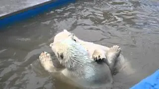 Игры белых медведей Сэрику и Милки в воде