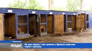 Пів року обіцяли і таки зробили: у Прилуках випустили тварин з притулку. 2023-06-26