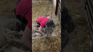 Herdwick sheep shearing 