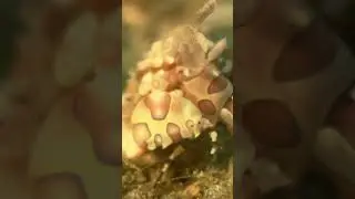 These mighty Shrimps are masters at camouflaging! 🦐 