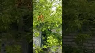 Залезли на крышу Нарисовали на 