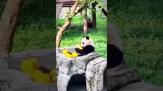 Hermoso Panda Jugando con Sus Patitos 🐼🦆 #Ternura #Panda #Animales