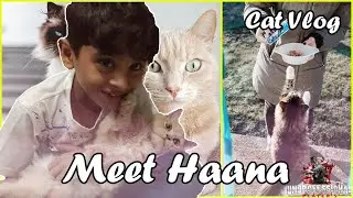 Haana | Cat Kitten Food Plans & Daily Routine