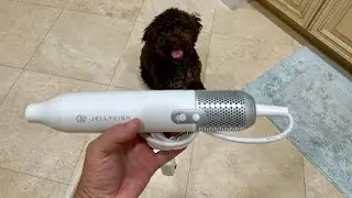 Lagotto Romagnolo Dyson of Dog Blow Dryers