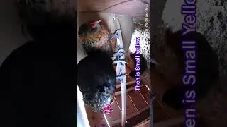 Our 6 Hens Episode 8 - Order of Leaving the Coop