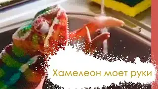 ХАМЕЛЕОН МОЕТ РУКИ! Руки мыть надо чаще! - Это интересно! Вы такое видели?!