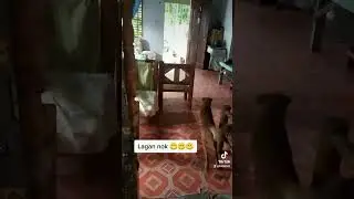 Lagan nok 😁😁😁 #cutedog #dog #doggo #dogs