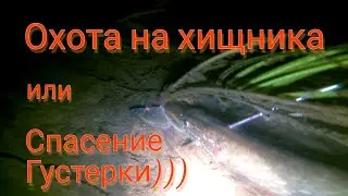 Охота на хищника